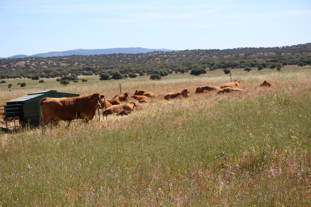 הוילה Azaruja Monte Da Azarujinha מראה חיצוני תמונה
